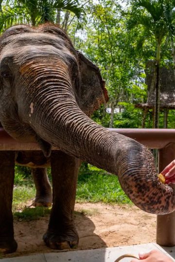 Kodanand Elephant Santuary